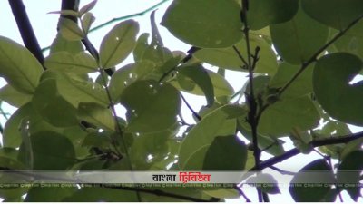 বৃষ্টিগাছ২