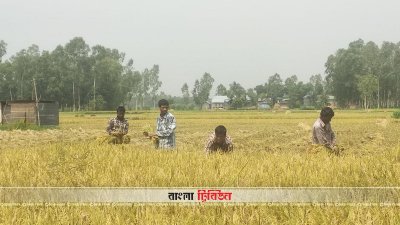 টাঙ্গাইলের কৃষকদের ধান কাটার দৃশ্য 