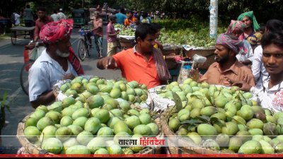 চাঁপাইনবাবগঞ্জে জমে উঠেছে আমের বাজার