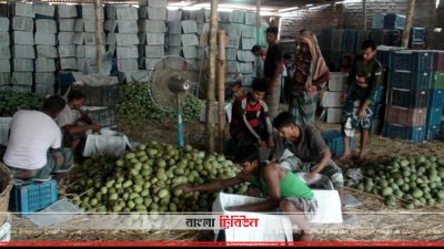 চাঁপাইনবাবগঞ্জে জমে উঠেছে আমের বাজার