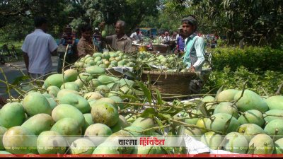 চাঁপাইনবাবগঞ্জে জমে উঠেছে আমের বাজার