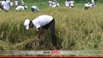 কৃষকের দুই বিঘা জমির ধান কেটে দিলেন শিক্ষার্থীরা