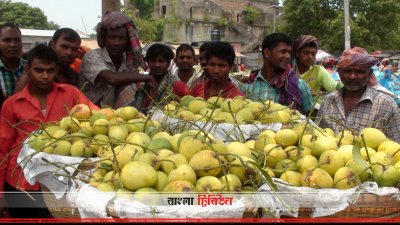 চাঁপাইনবাবগঞ্জে জমে উঠেছে আমের বাজার