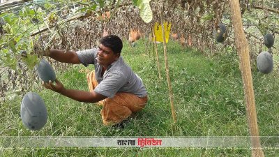 তরমুজ বাগানের যত্ন নিচ্ছেন একজন কৃষক