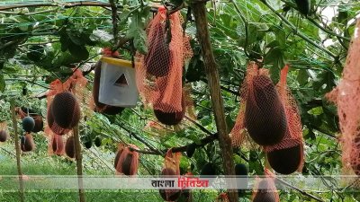 কুষ্টিয়ায় ব্ল্যাক বেবি জাতের তরুমুজ চাষ করা হচ্ছে