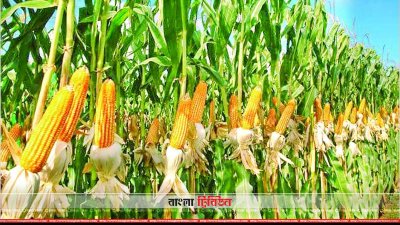 একটি ভুট্টার ক্ষেত