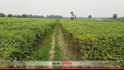 সড়ক পরিণত হয়েছে জমির আইলে, তিন গ্রামের বাসিন্দাদের মানববন্ধন