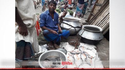 রৌমারীতে অবাধে বিক্রি হচ্ছে নিষিদ্ধ পিরানহা