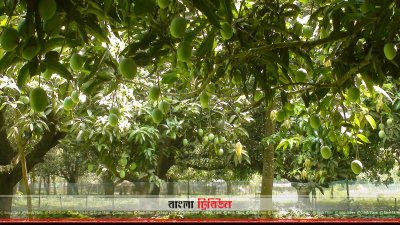 চাঁপাইনবাবগঞ্জের একটি বাগানে ঝুলছে আম