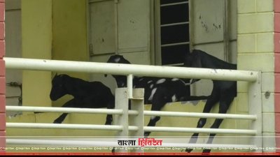বিদ্যালয়ের বারান্দায় শুয়ে আছে ছাগল