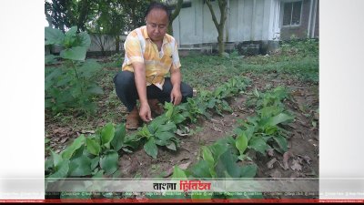 একাঙ্গি ক্ষেত পরিচর্যা করা হচ্ছে