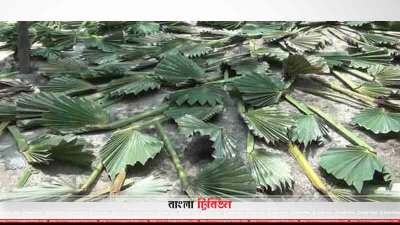 কেটে রোদে শুকাতে দেওয়া এই তালপাতা থেকেই তৈরি হবে হাতপাখা