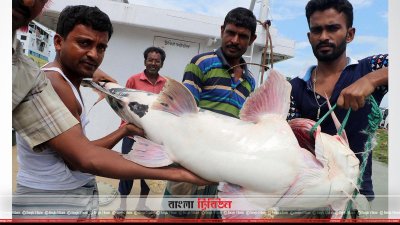 জেলেদের জালে ধরা পড়ে এই বাগাইড় মাছ