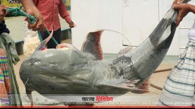 সম্প্রতি পদ্মায় ধরা পড়া বাগাইড় মাছ
