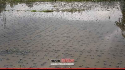 বর্জ্যের কারণে ক্ষতিগ্রস্ত জমি