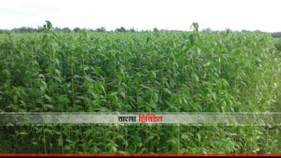 পাট ক্ষেত