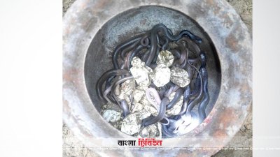 মাটি খুঁড়ে পাওয়া গোখরার বাচ্চা ও ডিম