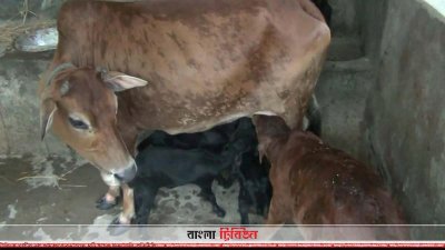 একসঙ্গে গাভীর দুধ পান করছে ছাগল ছানা ও বাছুর (ছবি– প্রতিনিধি)