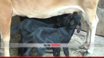 গাভীর দুধ পান করছে চার ছাগল ছানা (ছবি– প্রতিনিধি)