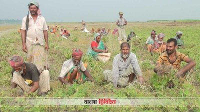 বাদামের চাষে কৃষক নতুন স্বপ্ন দেখছেন