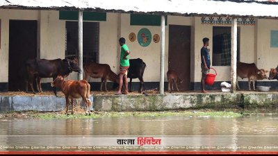 বন্যা কবলিত গবাদিপশু