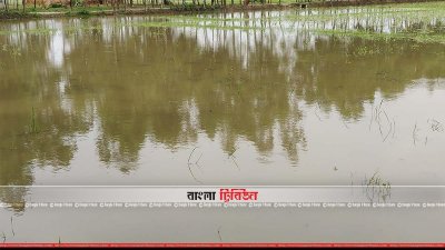 পানিতে ডুবে আছে পুরো ধানক্ষেত