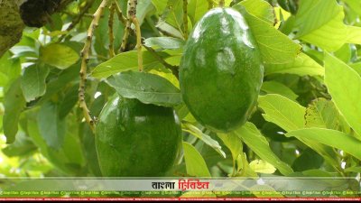 জার্মপ্লাজম সেন্টারে থোকায় থোকায় ঝুলে থাকা অ্যাভোকাডো