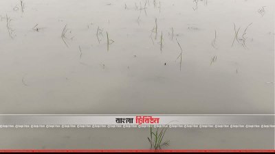 পানির কারণে পচে গেছে আউশের ক্ষেত  