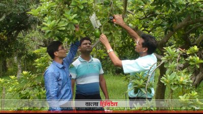 জার্মপ্লাজম সেন্টারে ঝুলে আছে অ্যাভোকাডো ফল