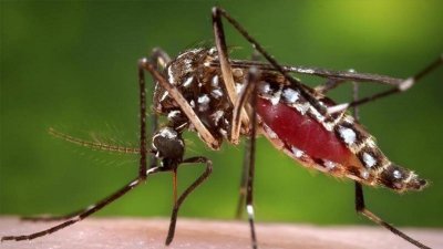 মশা (ছবিটি ইন্টারনেট থেকে সংগৃহীত) 