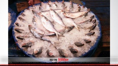 রুপালি ইলিশ ধরা পড়ায় হাসি ফুটেছে জেলেদের মুখে