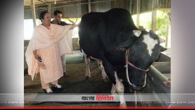 ফ্রিজিয়ান জাতের ষাঁড় `কালা পাহাড়`