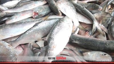 ইলিশ২