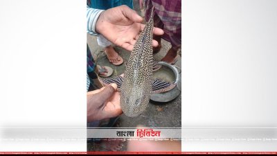 এই মাছটিই ধরা পড়েছে জিঞ্জিরামে (ছবি&ndash; প্রতিনিধি)