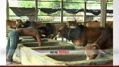 ফেনীতে স্থানীয়ভাবে কোরবানির চাহিদা মেটানোর জন্য খামারিরা দেশীয় গরু লালন পালন করছে  