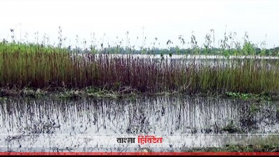 নওগাঁয় বন্যায় ৩ হাজার হেক্টর জমির ফসল নষ্ট