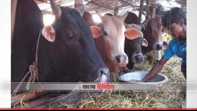 ফেনীতে স্থানীয়ভাবে কোরবানির চাহিদা মেটানোর জন্য খামারিরা গরু লালন পালনে ব্যস্ত  