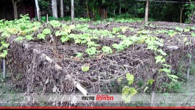 নওগাঁয় বন্যায় ৩ হাজার হেক্টর জমির ফসল নষ্ট