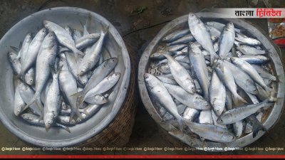 হাকালুকি হাওরে ধরা পড়া ইলিশ