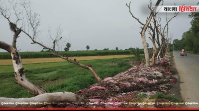 রাস্তার পাশে ফেলা হচ্ছে পচা পেঁয়াজ