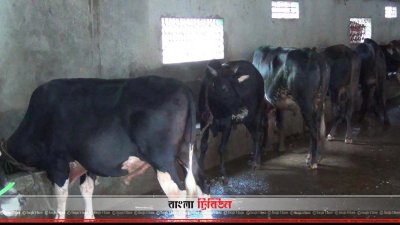 ঈদে পশুর হাটে খামারিরা ভালো দাম পাবেন বলে আশা করছেন