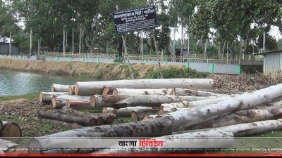 মংলা বাজার বিট খাটাল