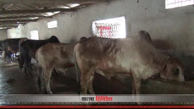 সীমান্ত দিয়ে গরু আসা বন্ধ থাকায় পশুর হাটে ভলো দাম পাবার আশা করছেন খামারিরা