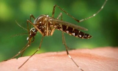 কিউলেক্স মশা (ছবি: ইন্টারনেট থেকে)
