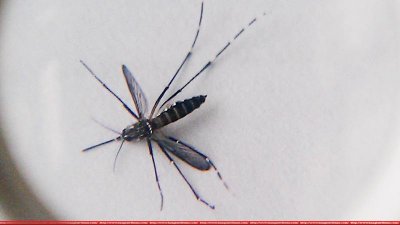 এডিস মশা (ছবি: চট্টগ্রাম বিশ্ববিদ্যালয়ের অধ্যাপক সাইদুর রহমান চৌধুরীর ফেসবুক থেকে) 