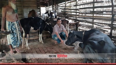 দেশীয় পদ্ধতিতে পশু মোটাতাজা করছেন খামারি