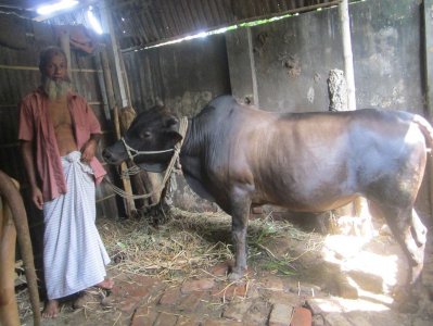 স্বাস্থ্যসম্মত উপায়ে গরু মোটাতাজা করা হচ্ছে