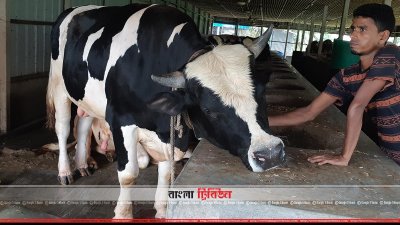দেশীয় পদ্ধতিতে পশু মোটাতাজা করছেন খামারি