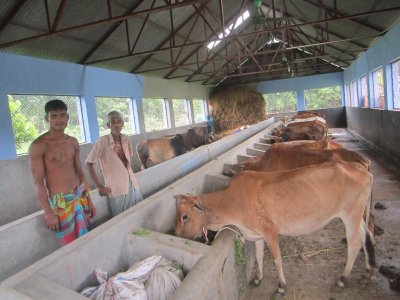 স্বাস্থ্যসম্মত উপায়ে গরু মোটাতাজা করা হচ্ছে