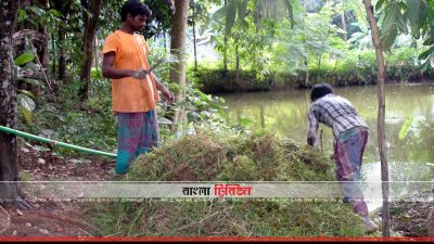 খামারেই গরুর জন্য উৎপাদিত ঘাস